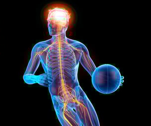 Impact of Stress on the Nervous System