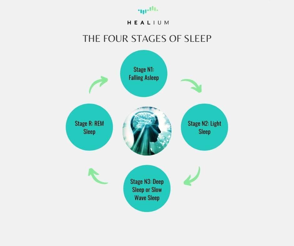 Your Brainwaves During Sleep | What Part of the Brain Controls Sleep ...