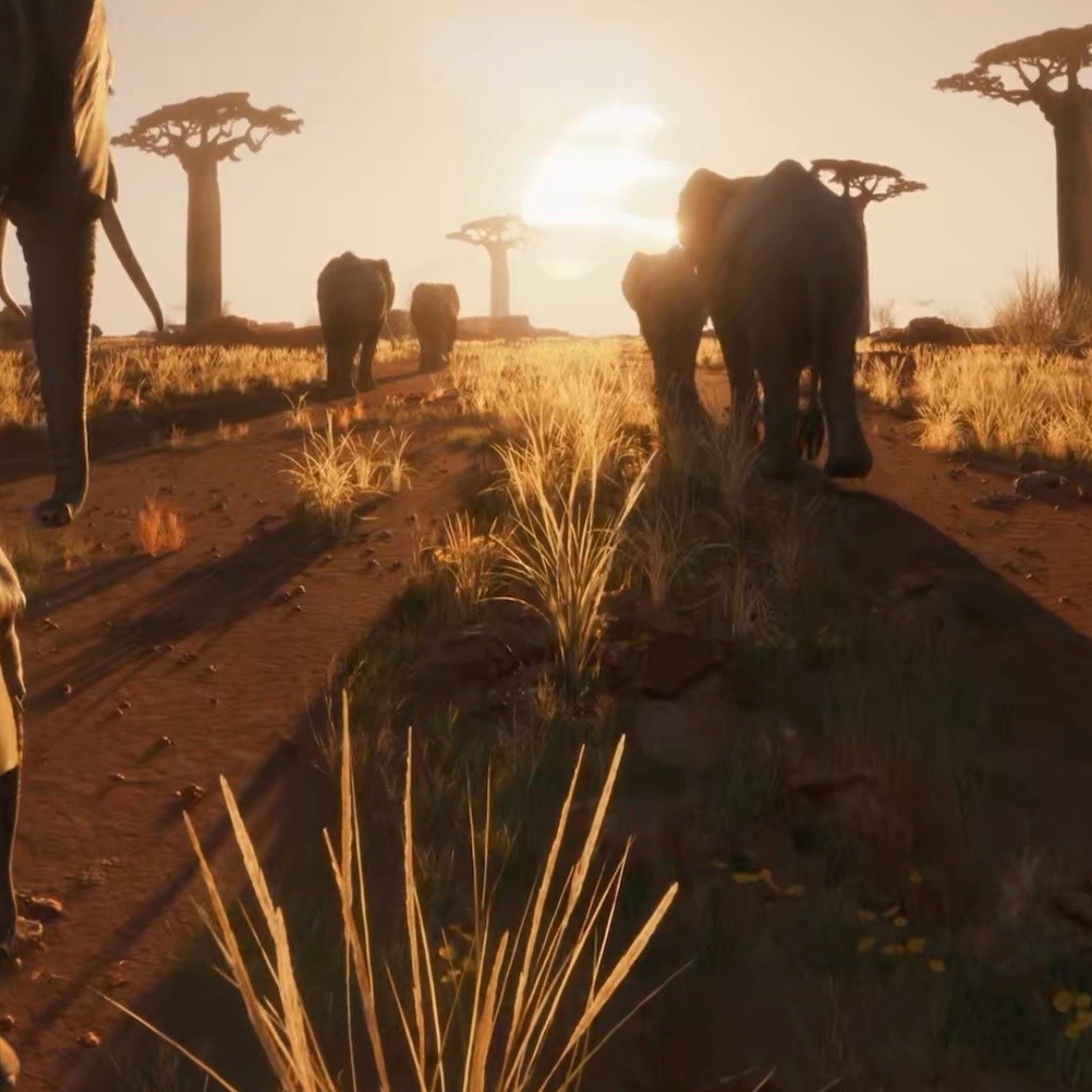 African Oasis