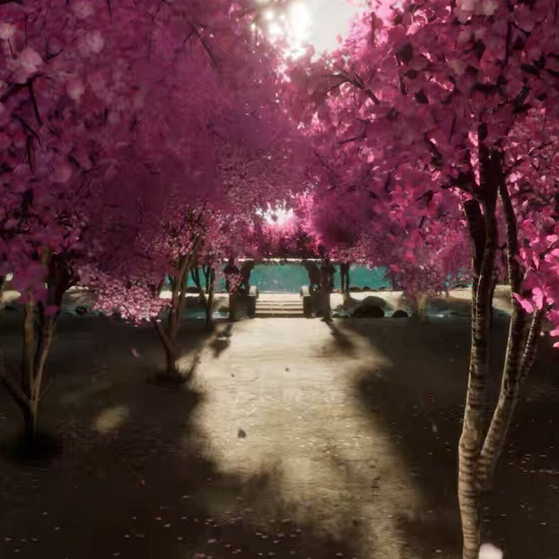 Cherry Blossoms