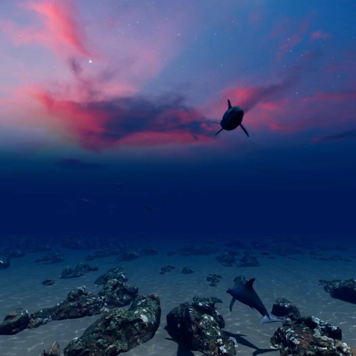 Swimming with Dolphins Square Thumbnails