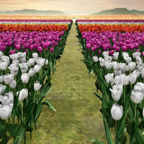 Tulips Valley of Color