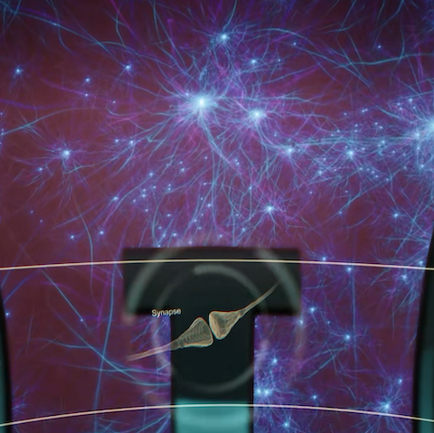 Journey to the Center of the Brain