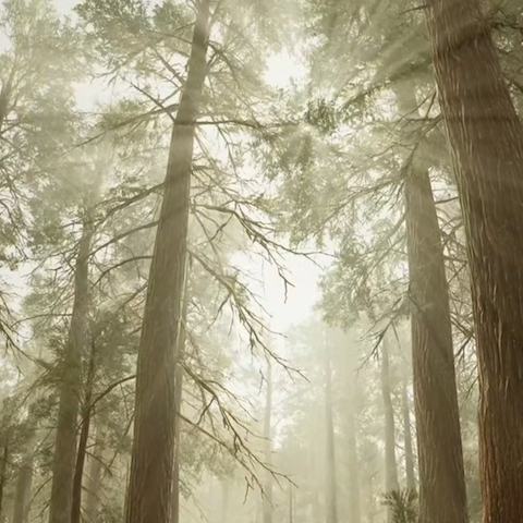Peaceful Forest