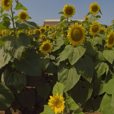 Sunflowers